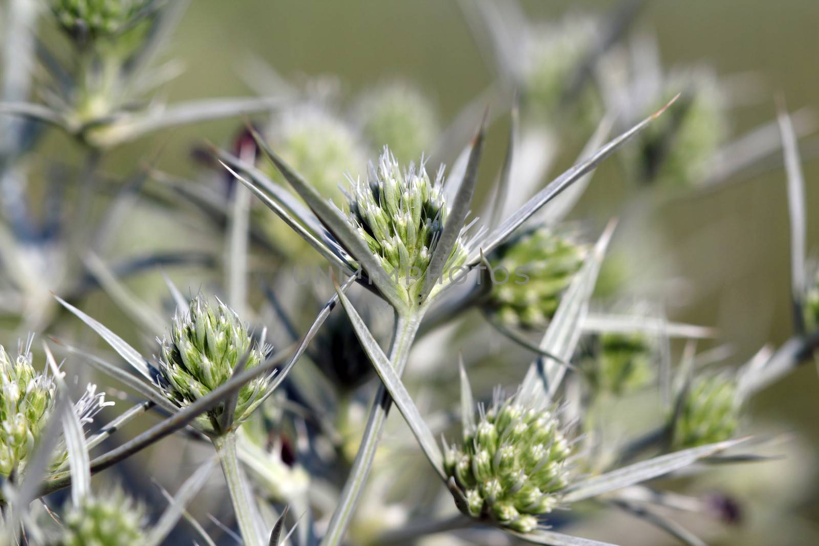 green wild flowers nature background