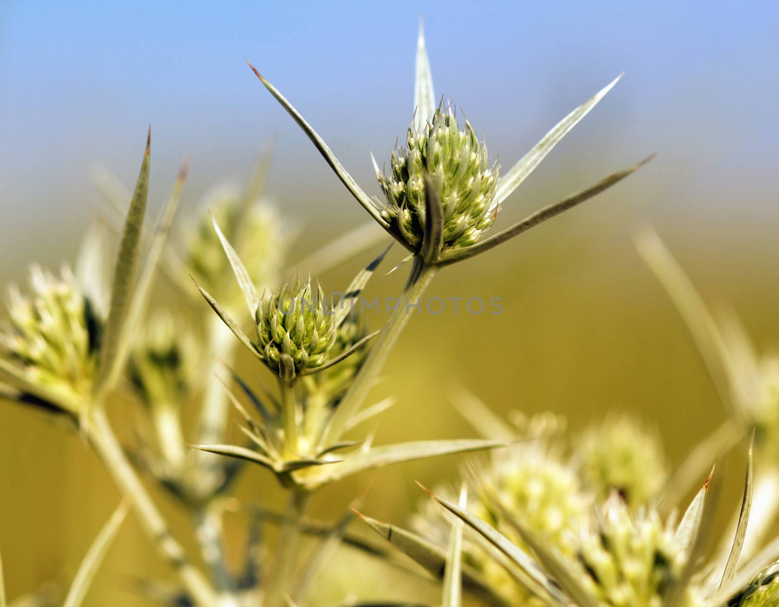 green wild flowers spring season