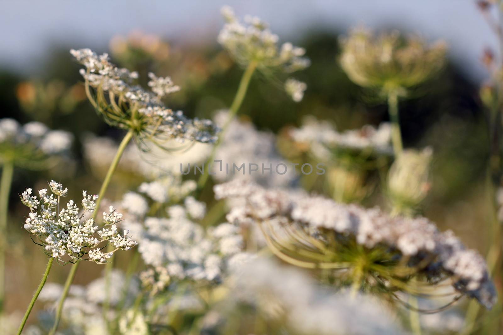 meadow detail spring season