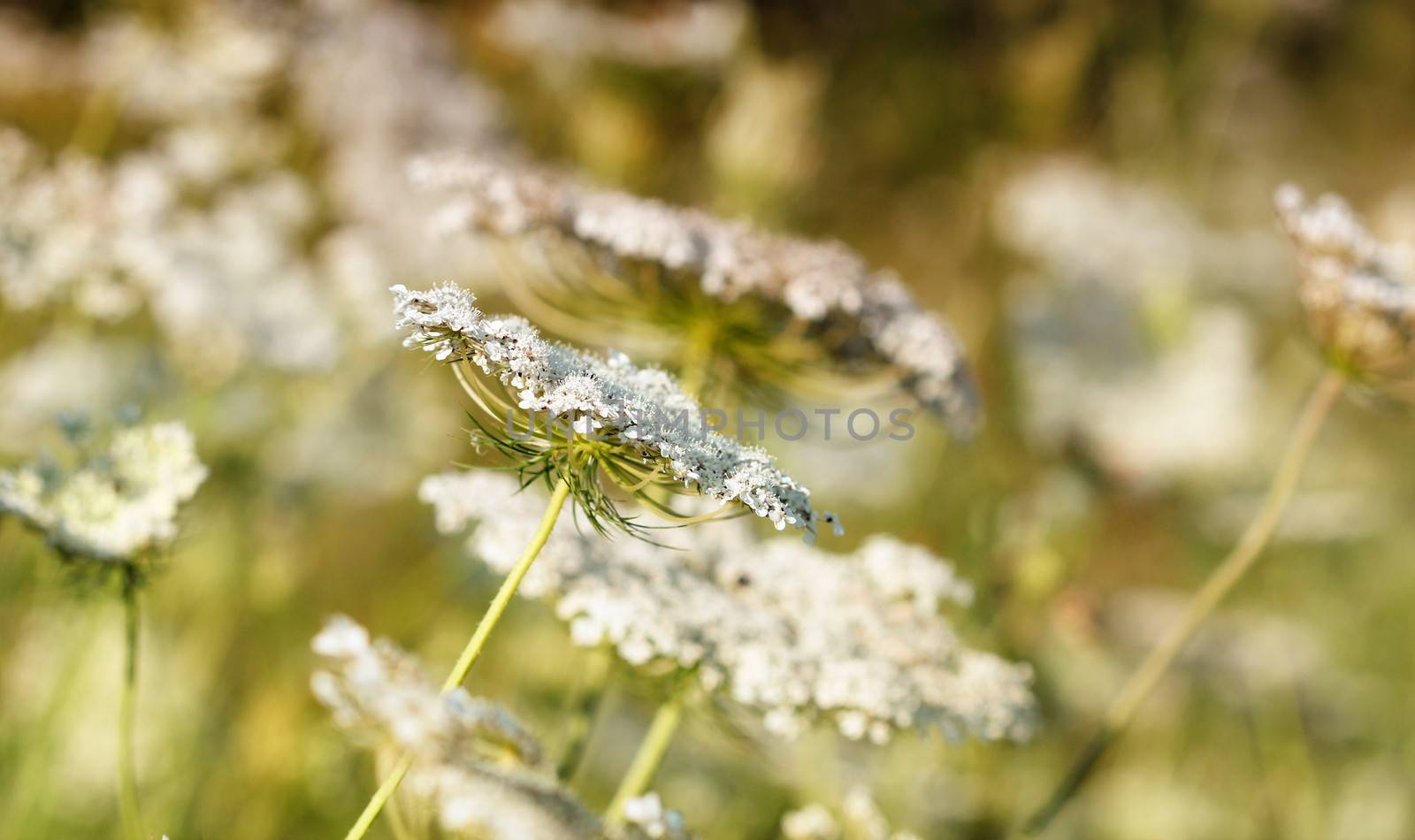 meadow spring season nature background