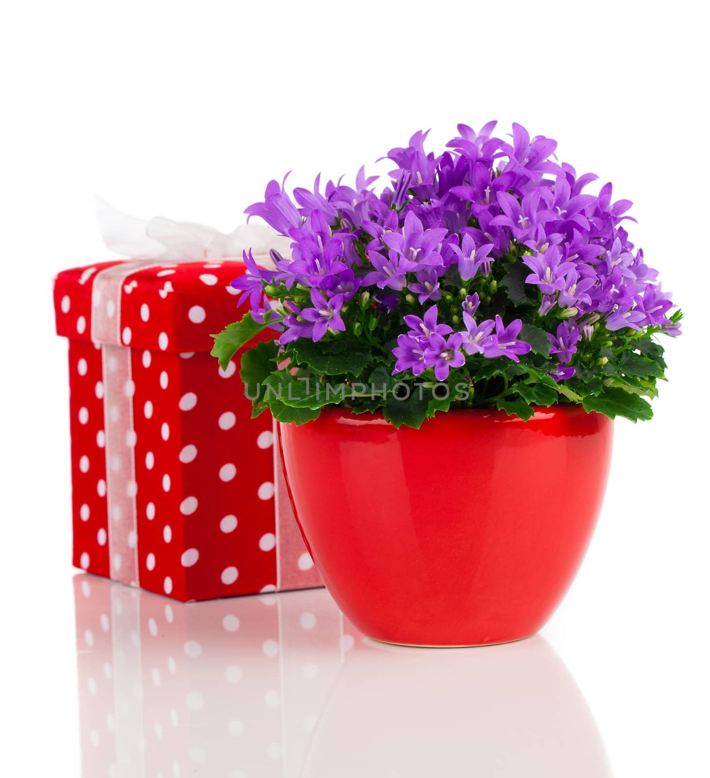 blue campanula flowers with red gift box, polka dots, on white background