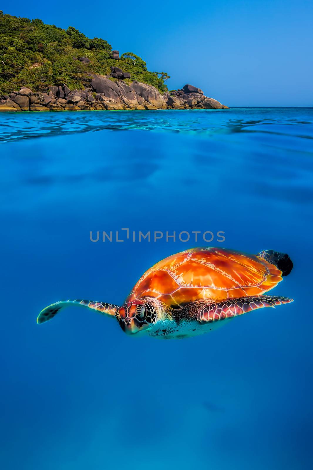 Hawksbill Turtle above and below at Similan Islands