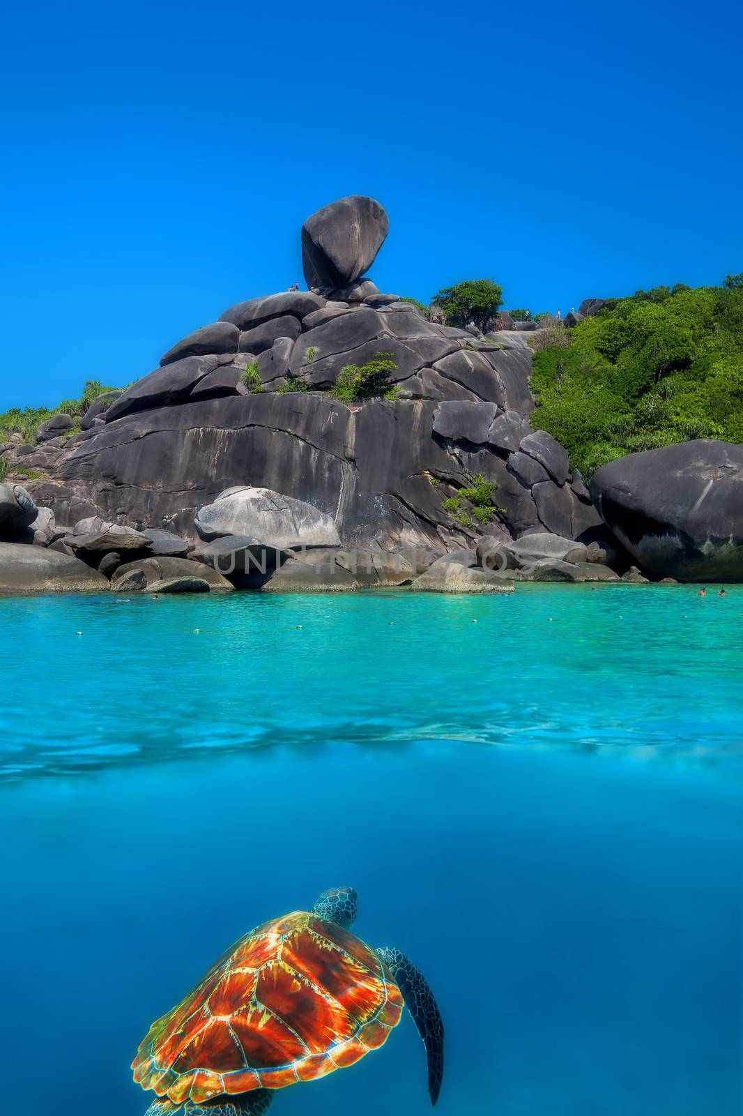 Hawksbill Turtle above and below at Similan Islands