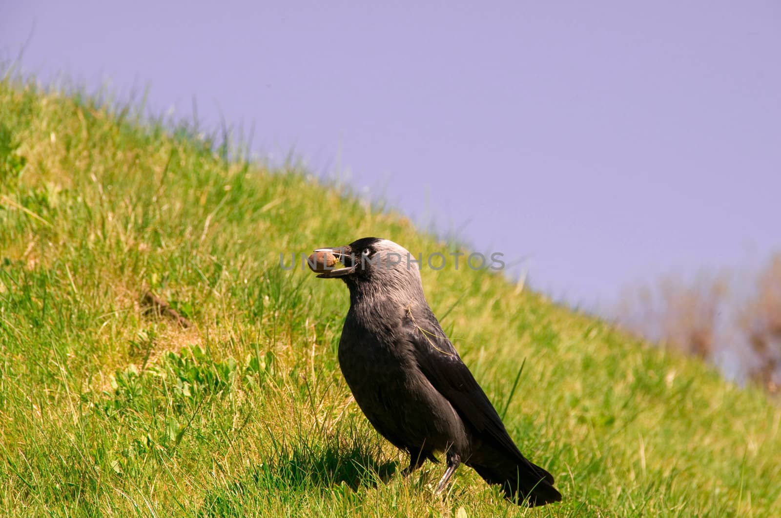 Jackdaw (Corvus monedula) by murysia