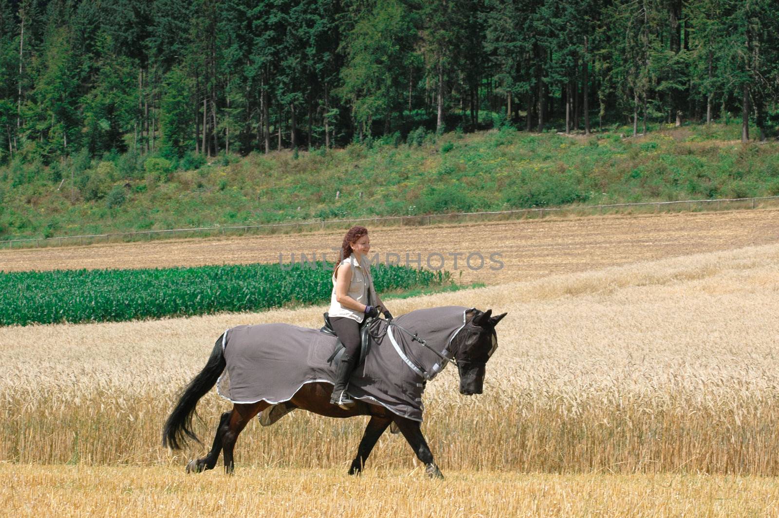 Horseback rides on the field. The horse is protected from insects with blanket-net.