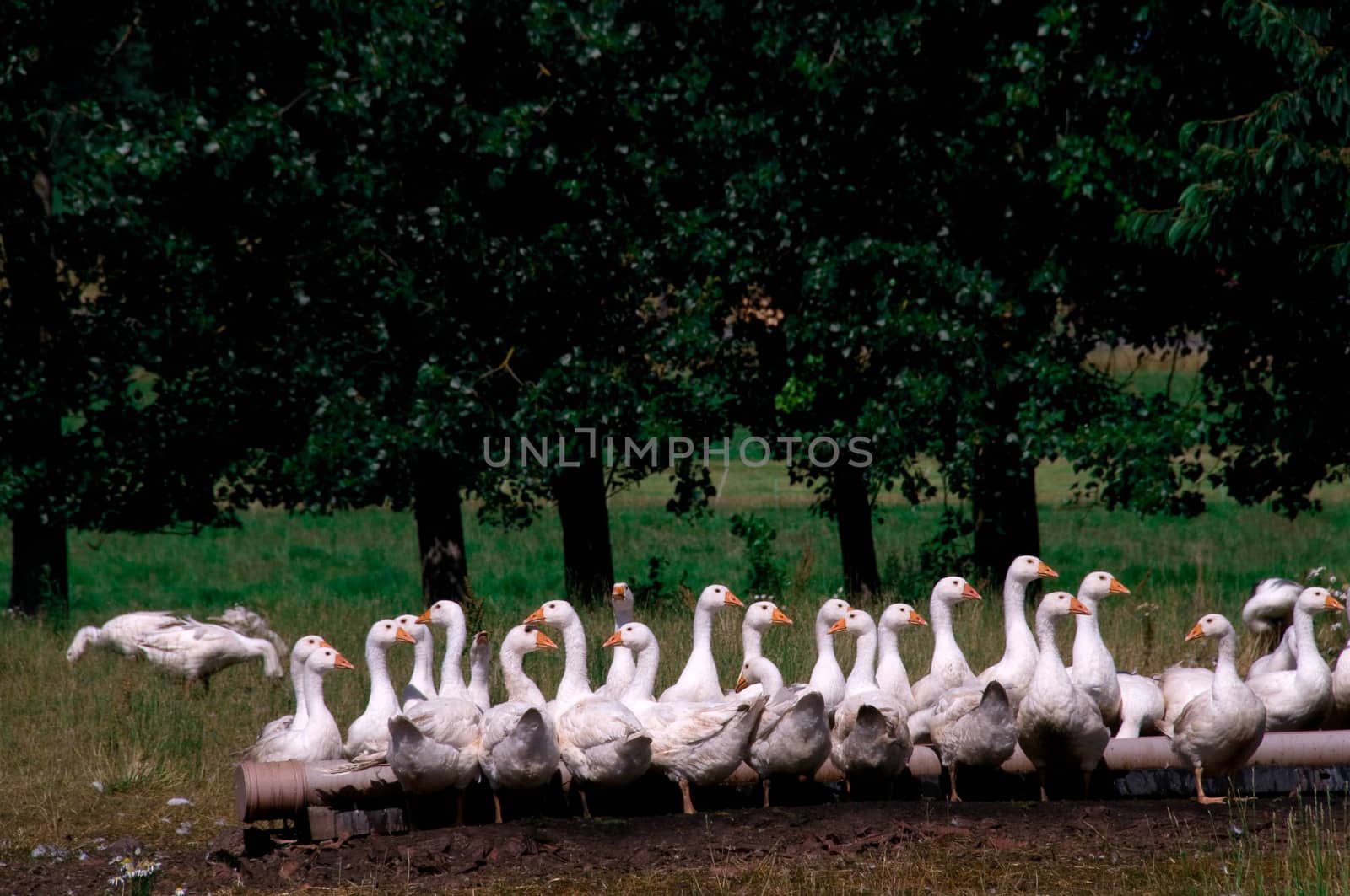 Domestic geese graze on pasture.  by murysia