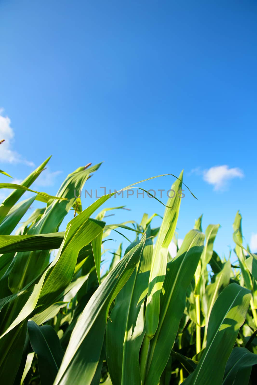 Corn Field by Spectral