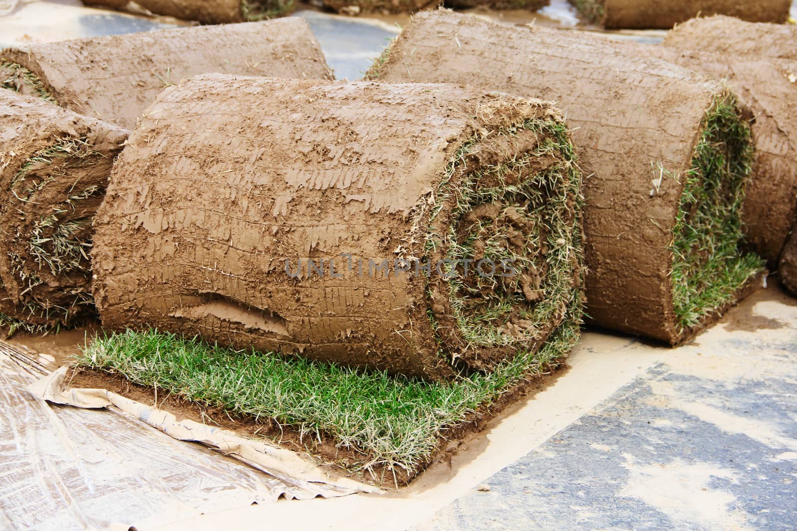 Turf grass rolls partially unrolled close up