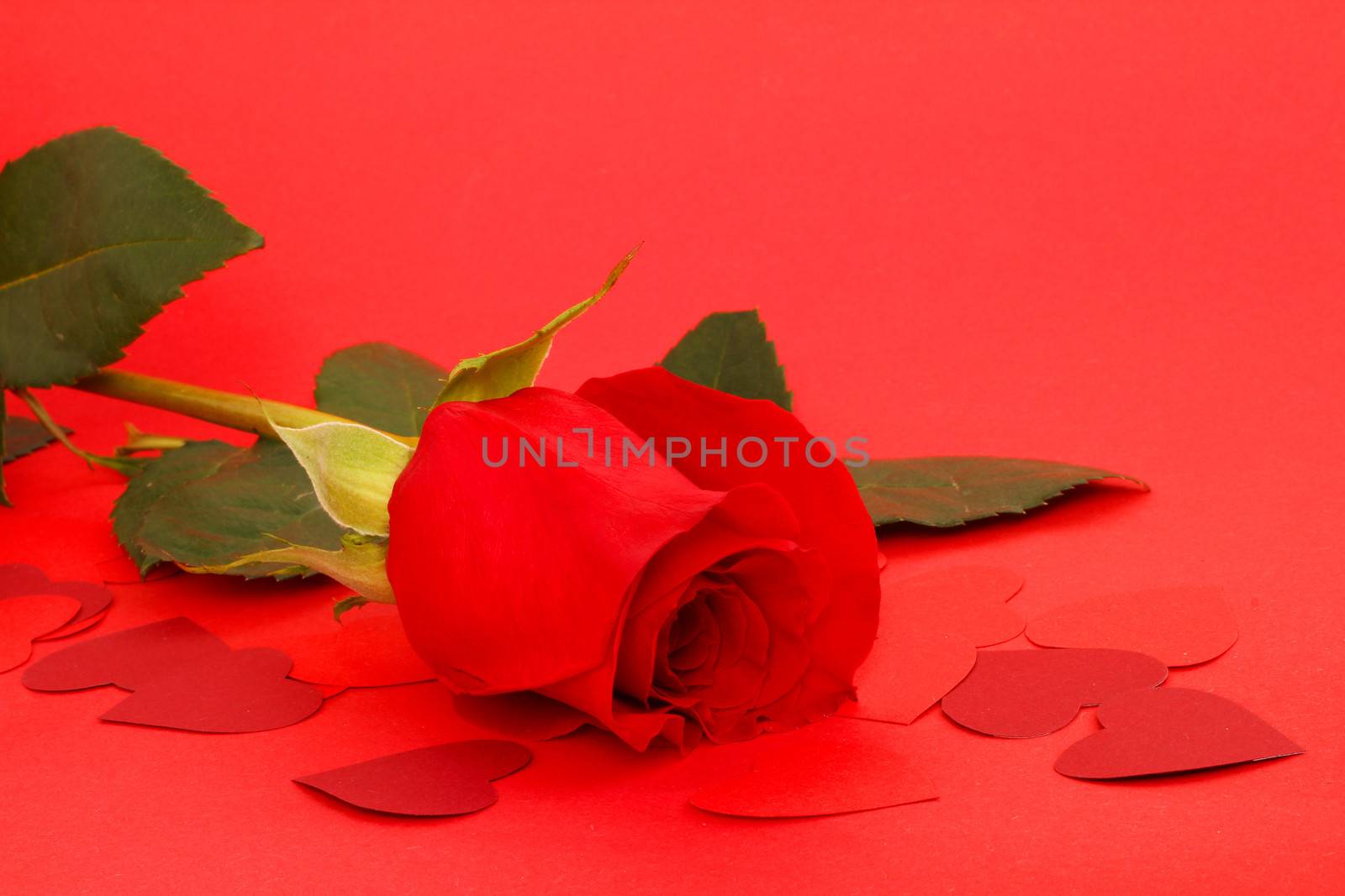 Rose and paper hearts on red background, valentines day gift