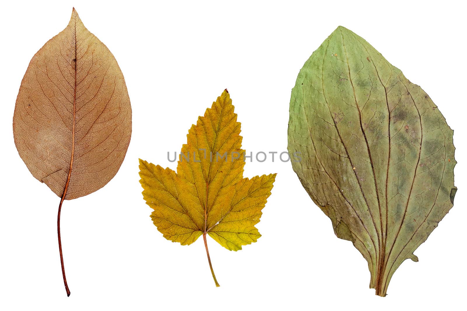 Leaves of apple, currants and plantain, isolated on white