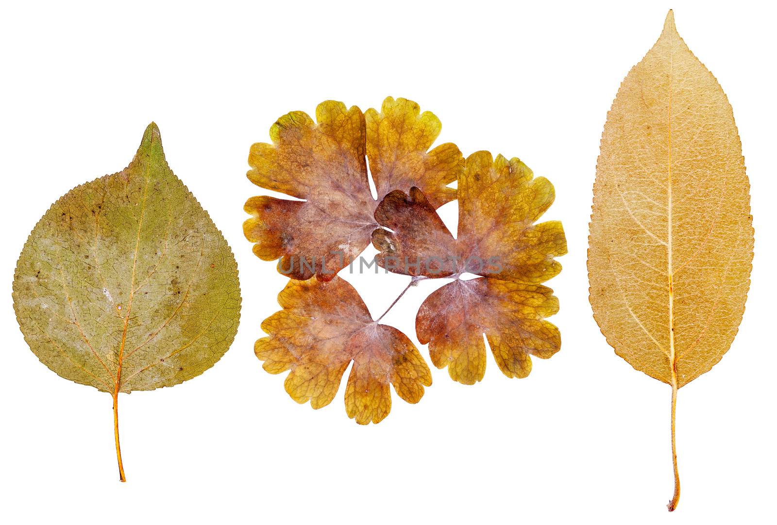 Apricot , flower and apple leaves, isolated