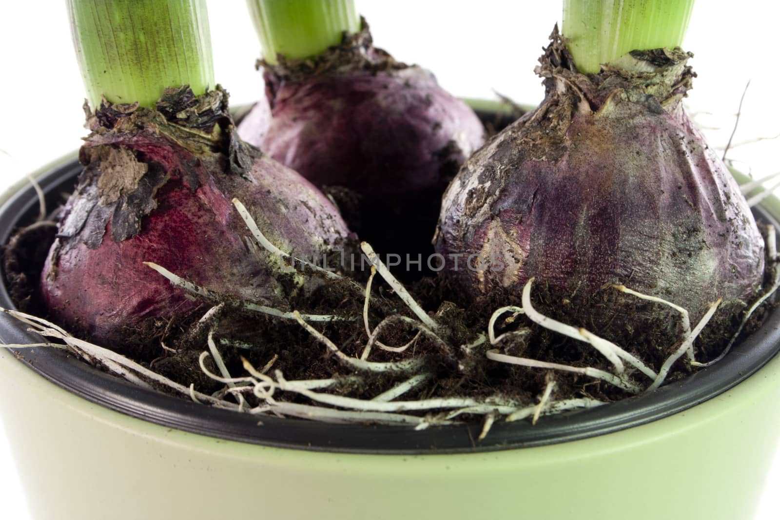 Close up of one purple hyacinth plant