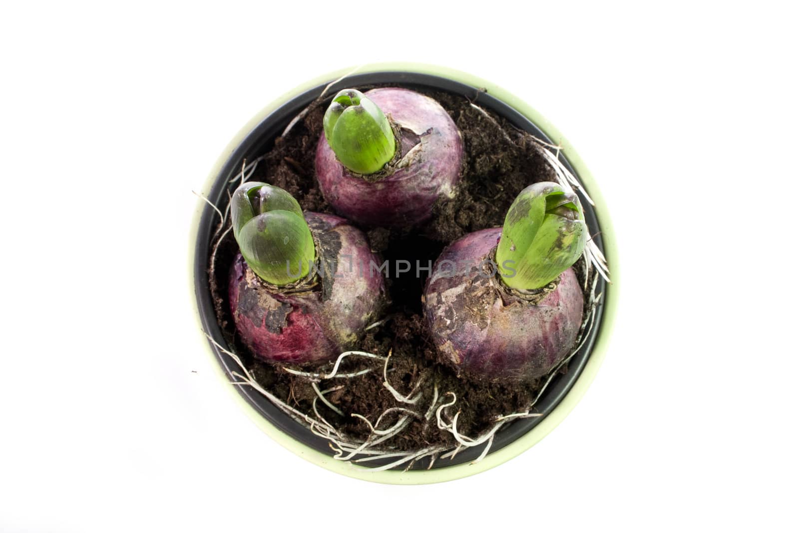 Hyacinth - 06 by Kartouchken