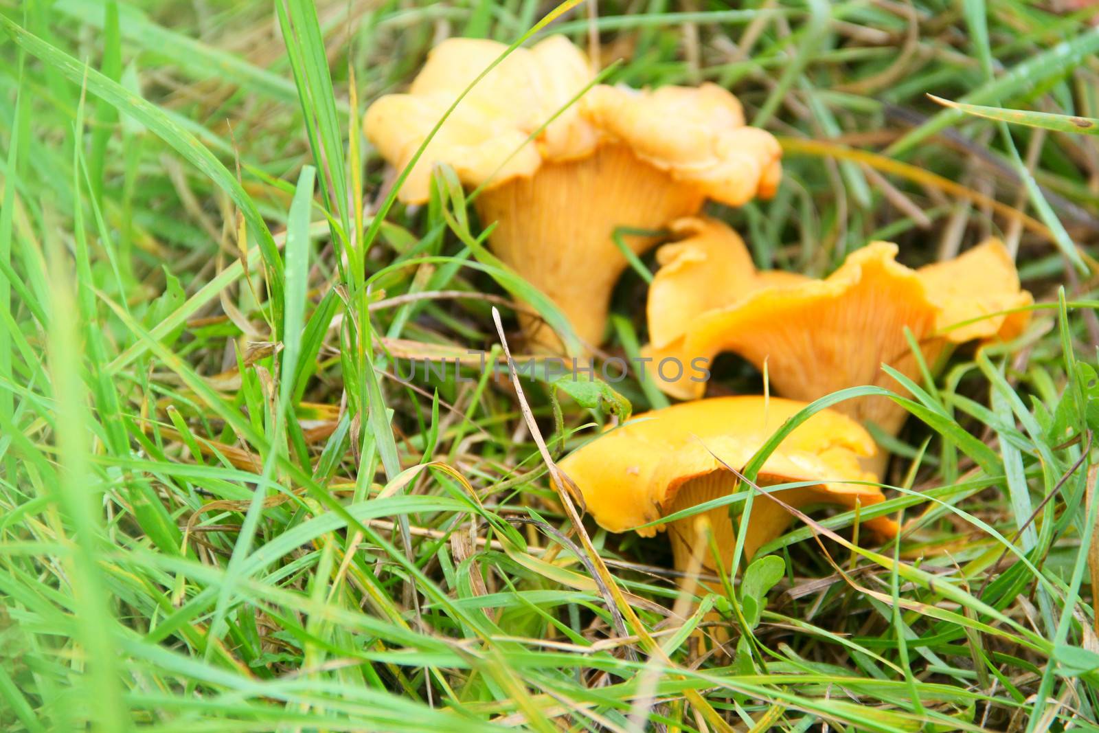 Chanterelle mushrooms growing in the grass macro close-up