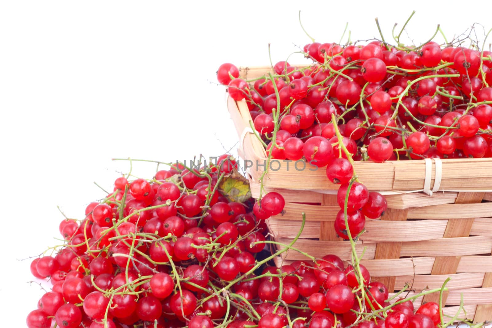 Harvested red currant berries in a small basket isolated on white background