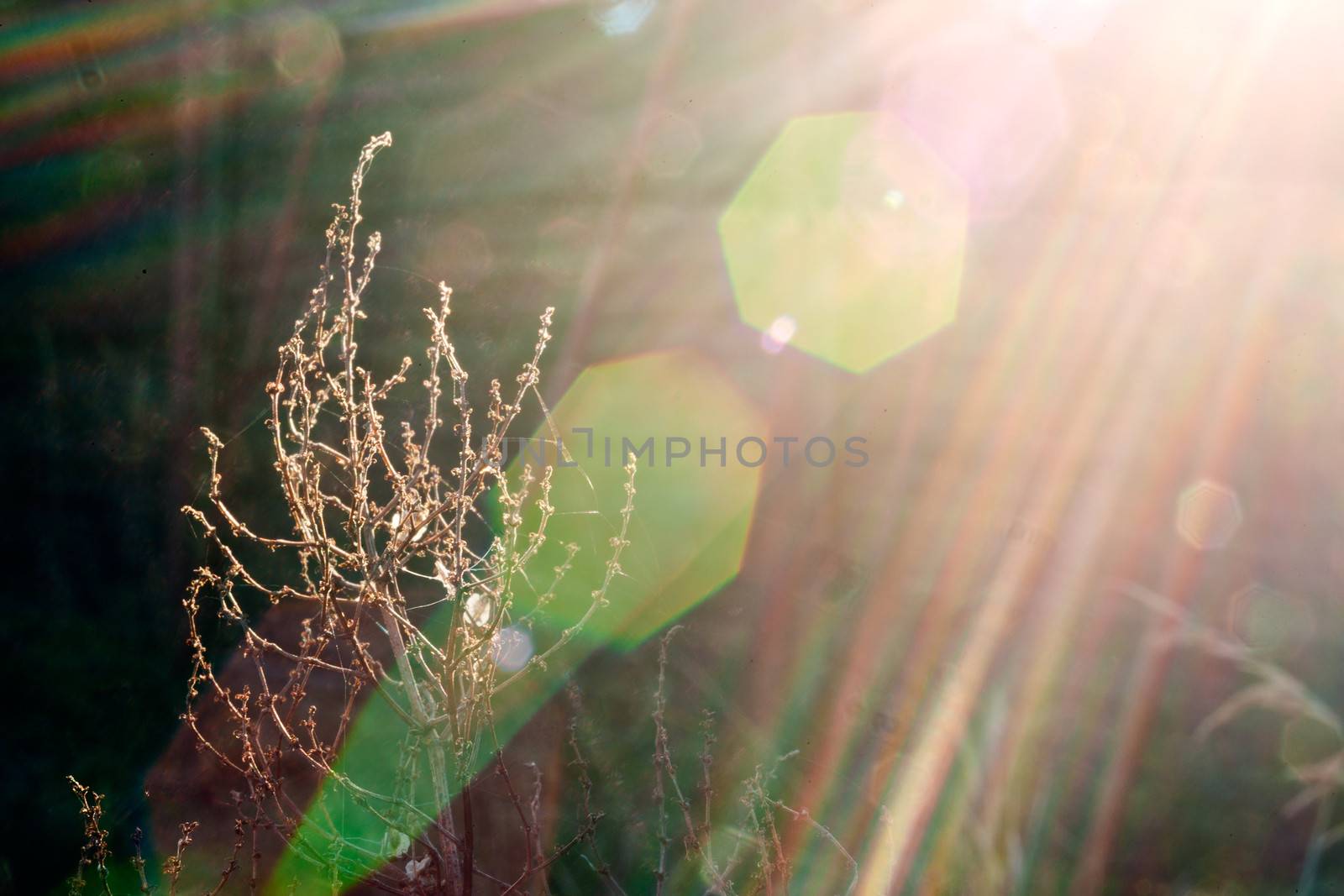 Plant in sunlight beam by SURZ