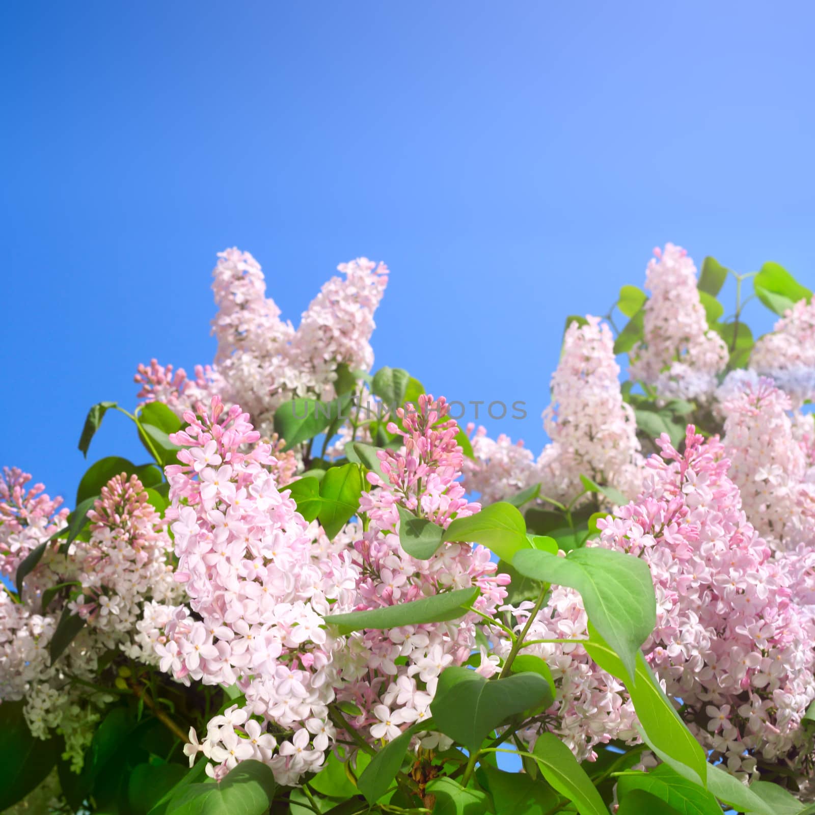 Pink Lilac on a background of bright blue sky