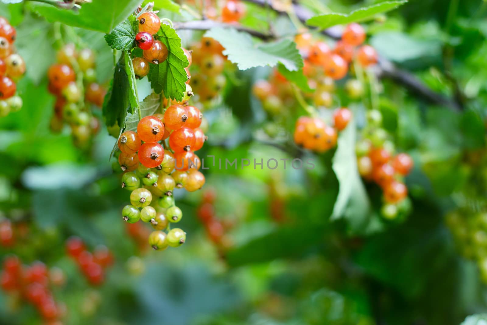 Red Currant berries on a bush closeup 