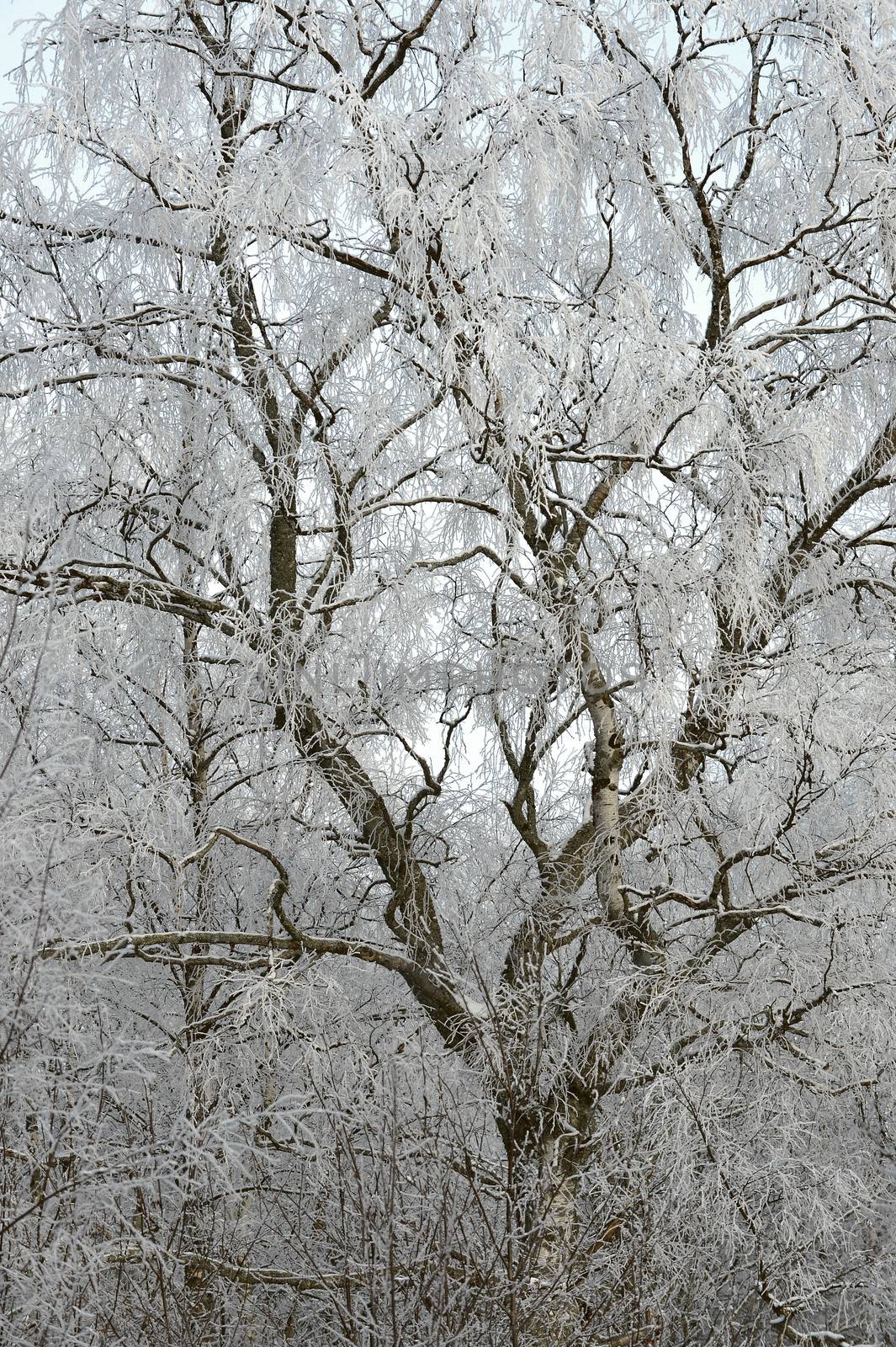 Winter birch by SURZ