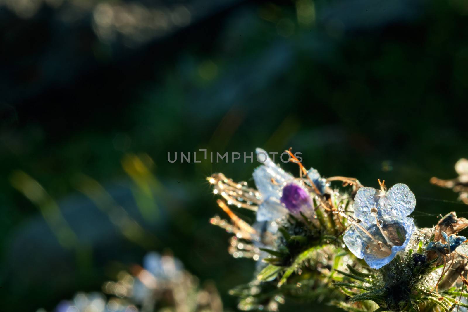 Abstract blue flower with  drops  by SURZ