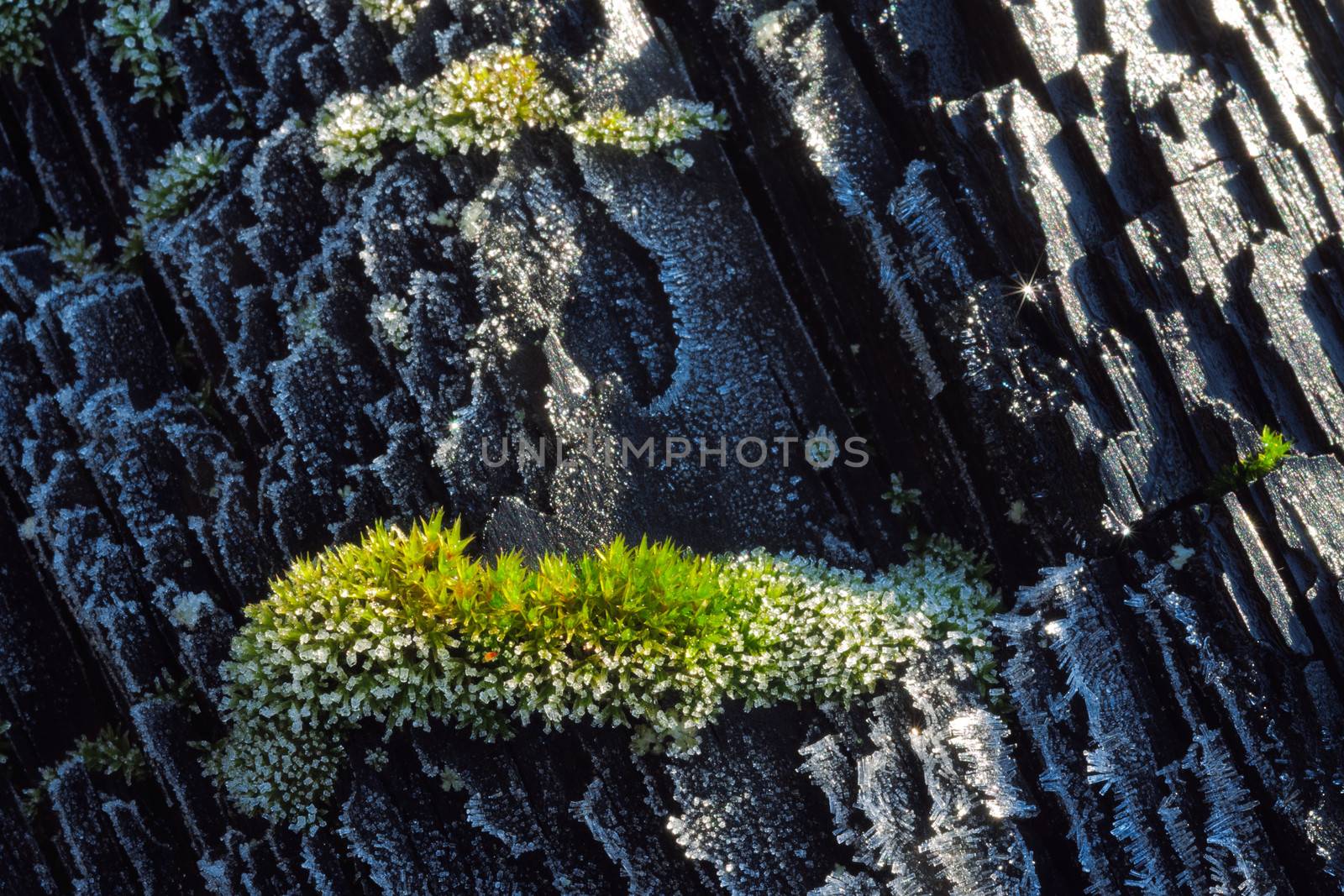 Frozen bark of a tree in hoarfrost covered with moss texture. Dark background