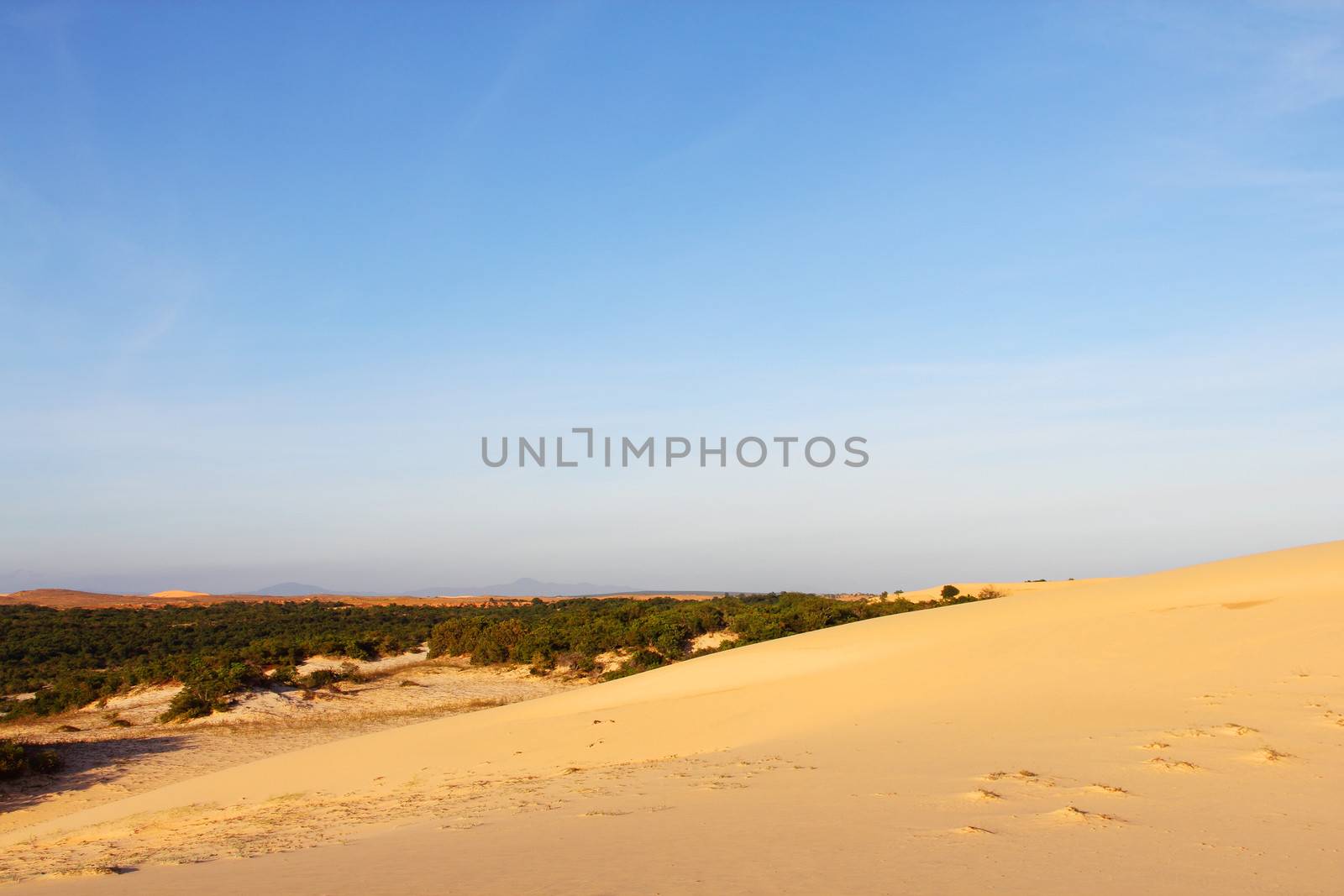 Oasis in desert landscape under bluy sky at sunny day