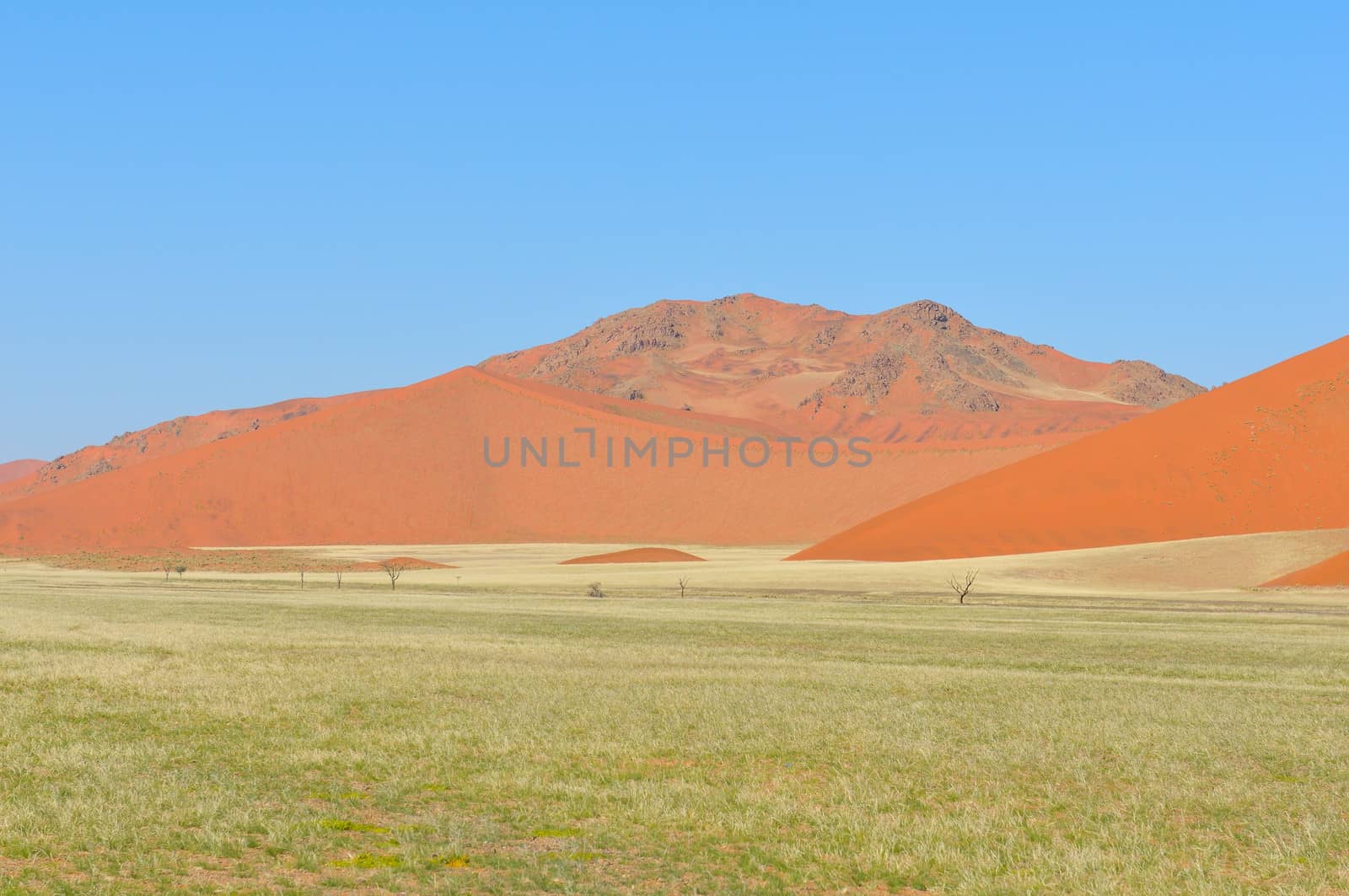 Grass in the Tsaugab River floodplain near Sossusvlei, Namibia