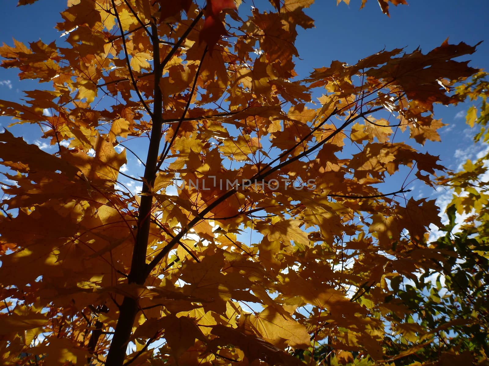 The Beauty Of Autumn: Tree branches against blue sky