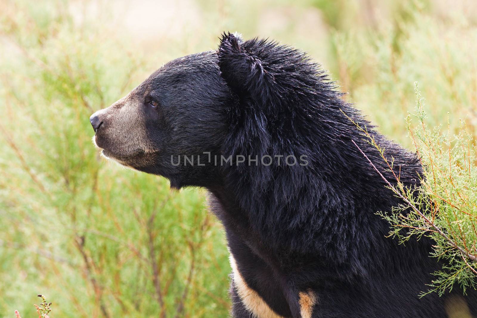 Asian Black Bear portrait in nature