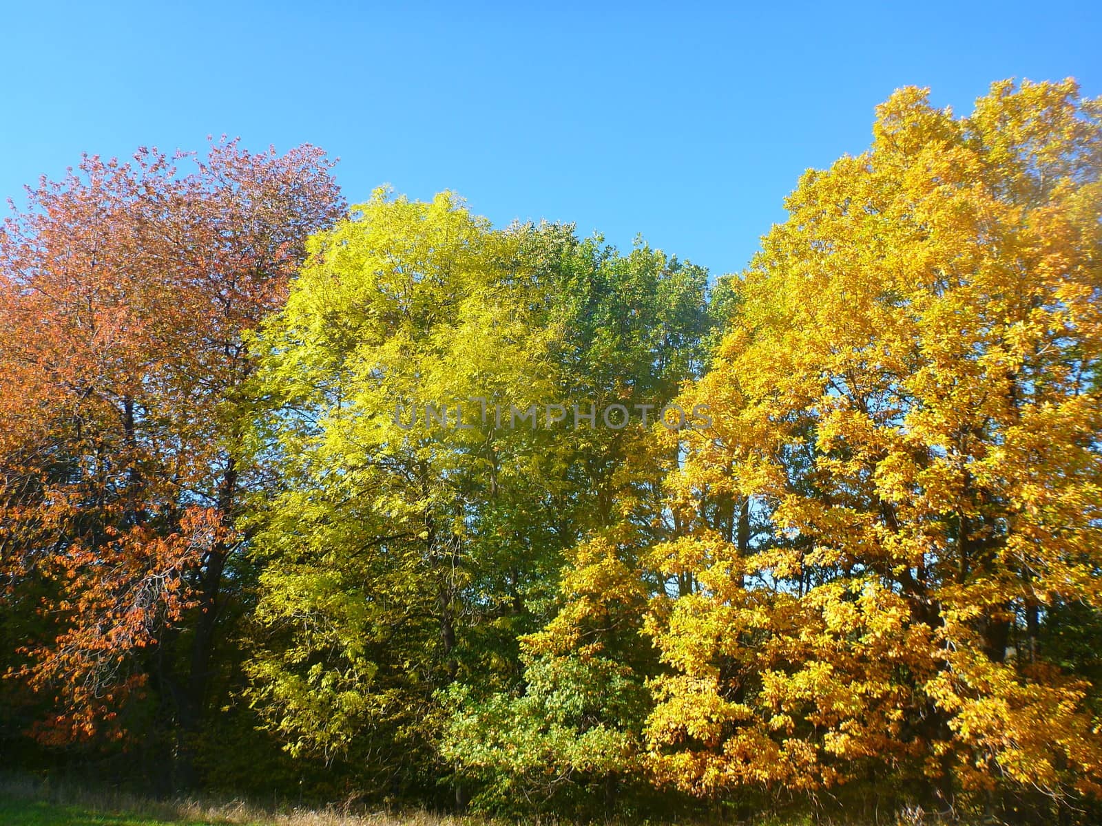 The Beauty Of Autumn: Three trees of three colors