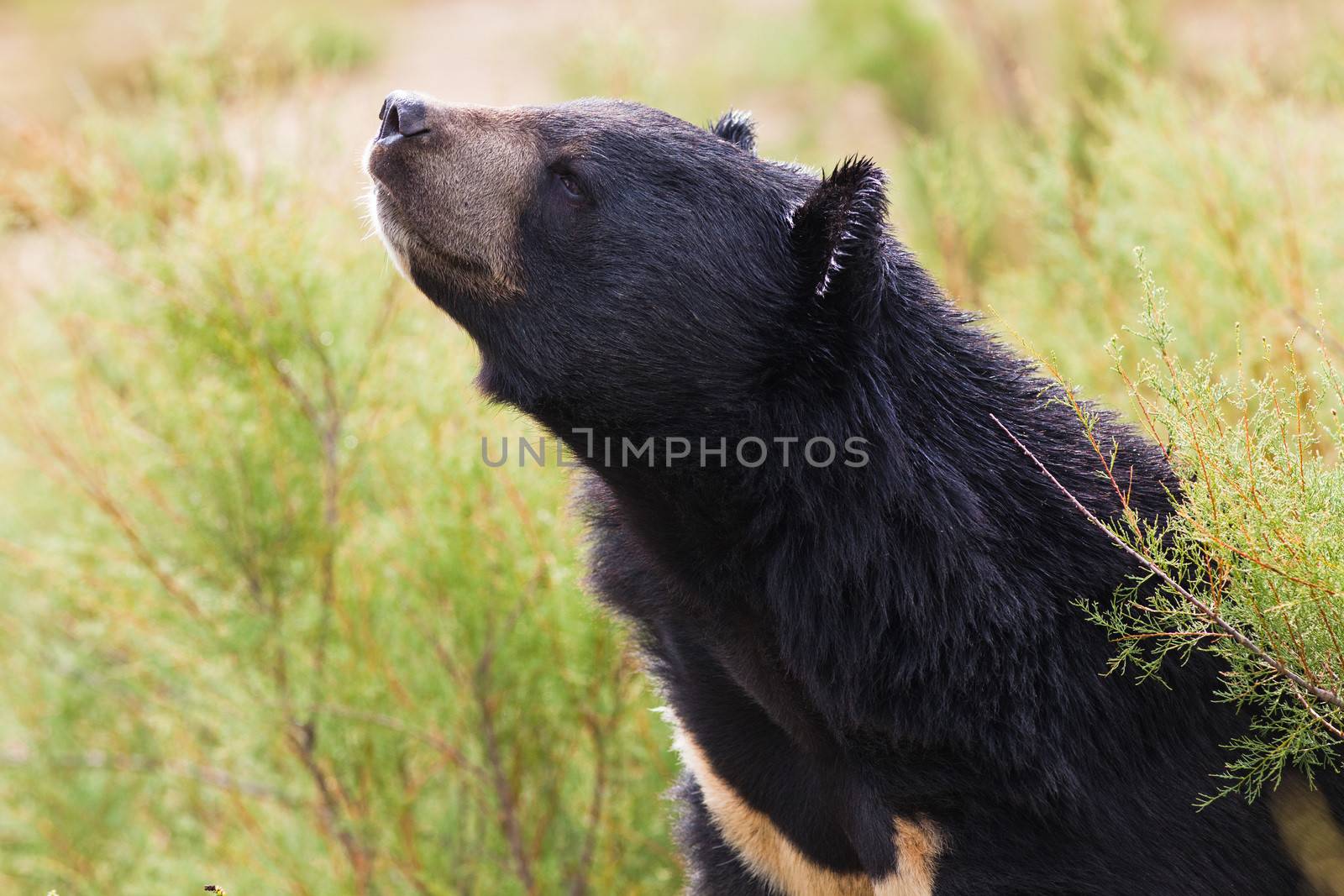 Asian Black Bear portrait in nature