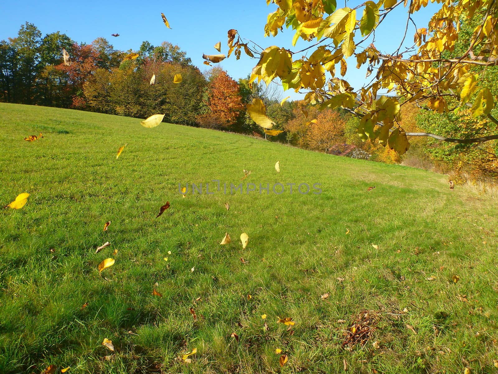 The Beauty Of Autumn: Falling leaves