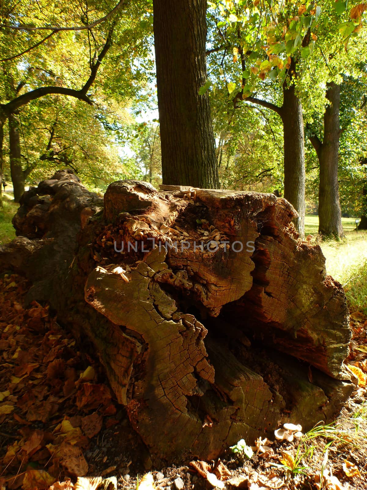 The Beauty Of Autumn: Old tree trunk