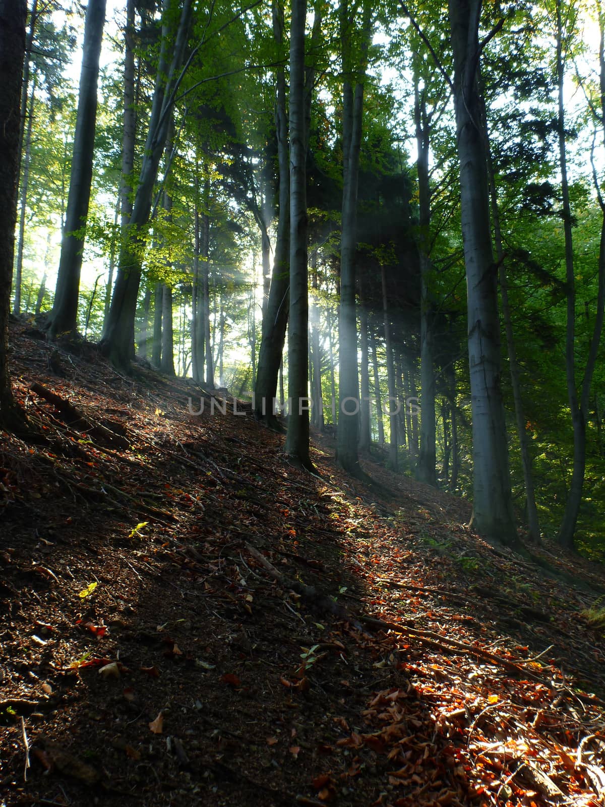 Sunshine in autumn forest by fxmdk