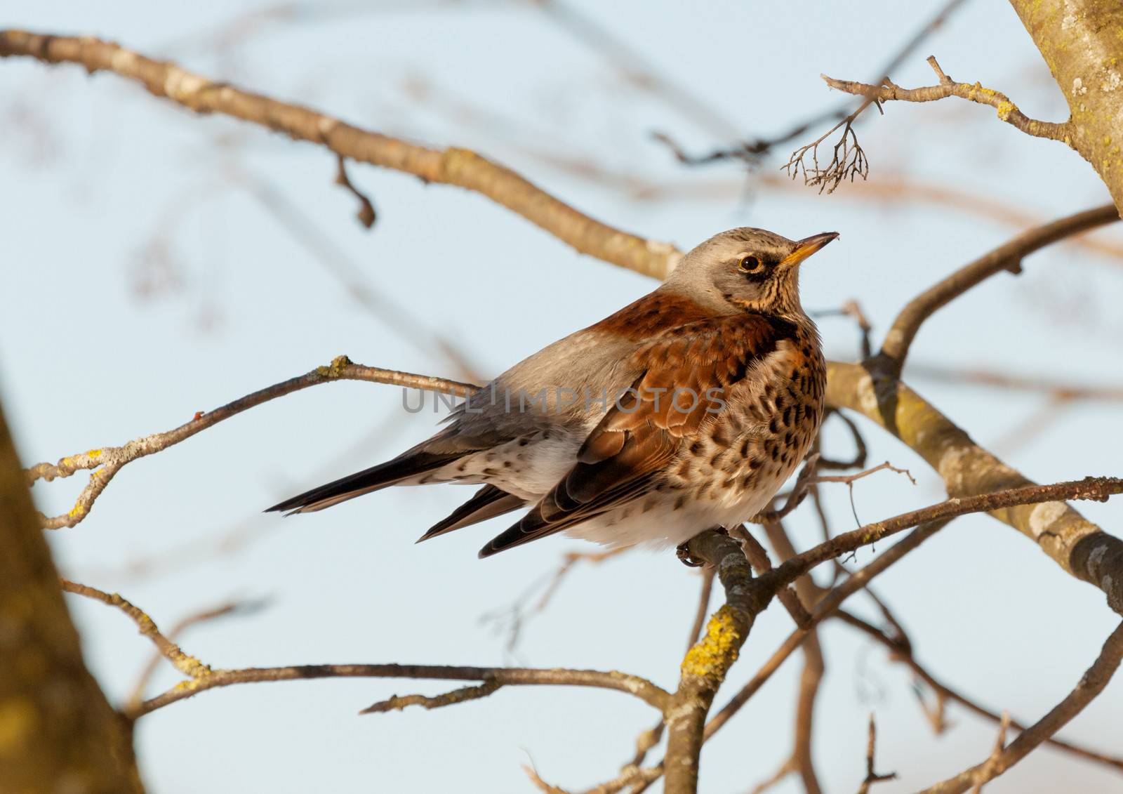 Thrush sits on a mountain ash branch by fotooxotnik