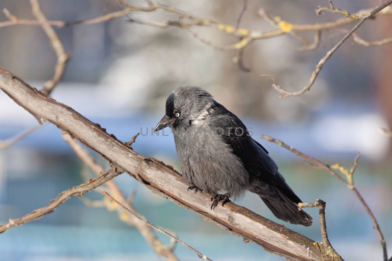 The bird Daw sits on a mountain ash branch in winter day