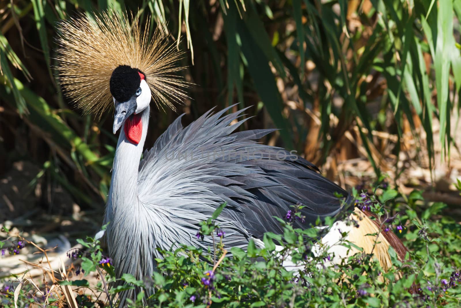 Black Crowned Crane in nature