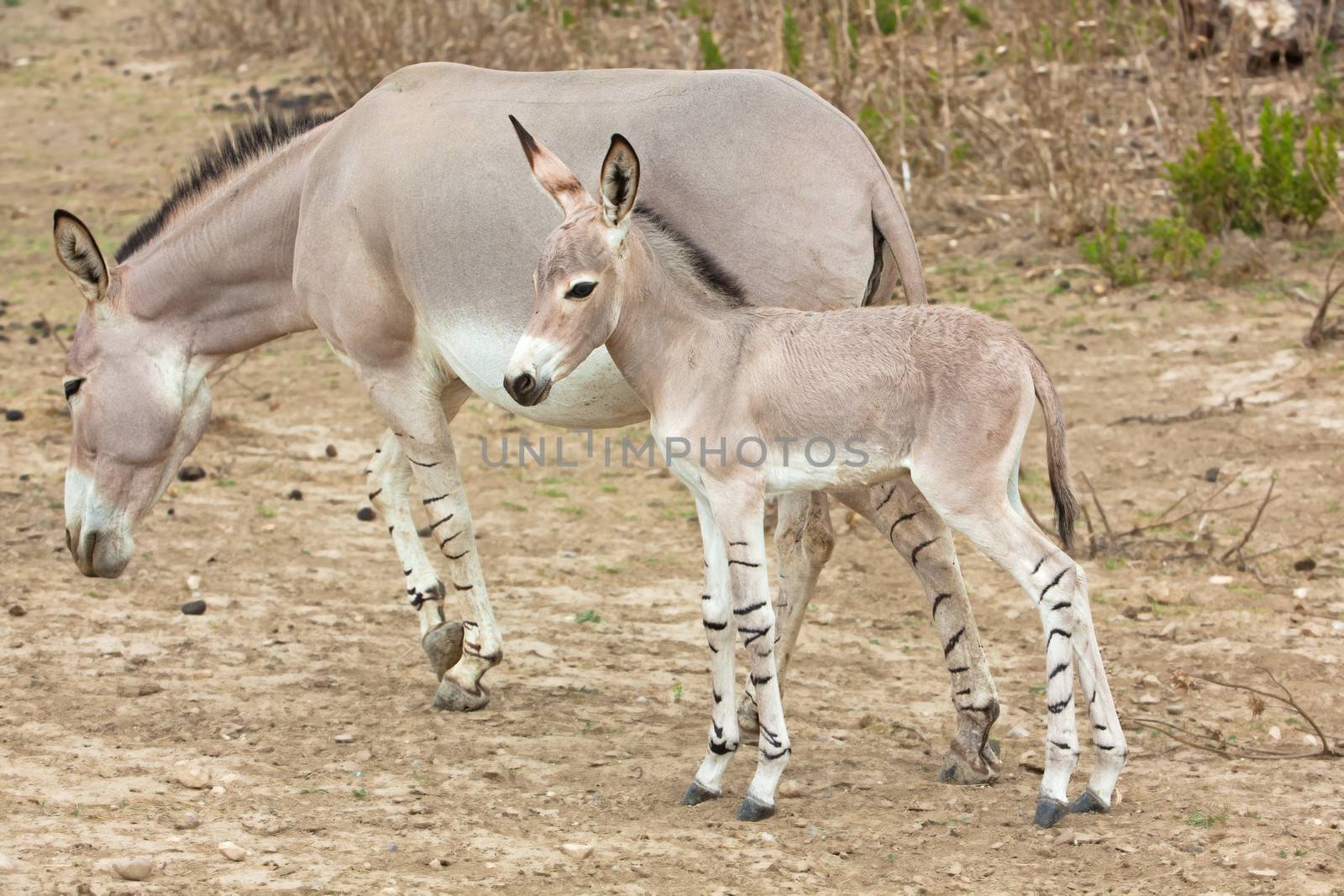 somali wild ass baby and mother in nature