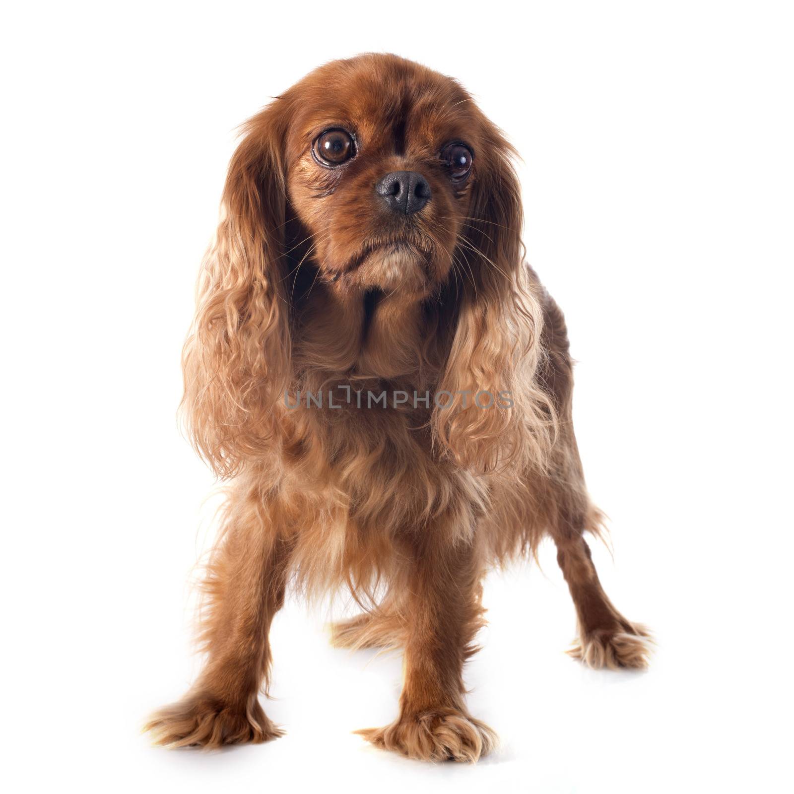 cavalier king charles in front of white background