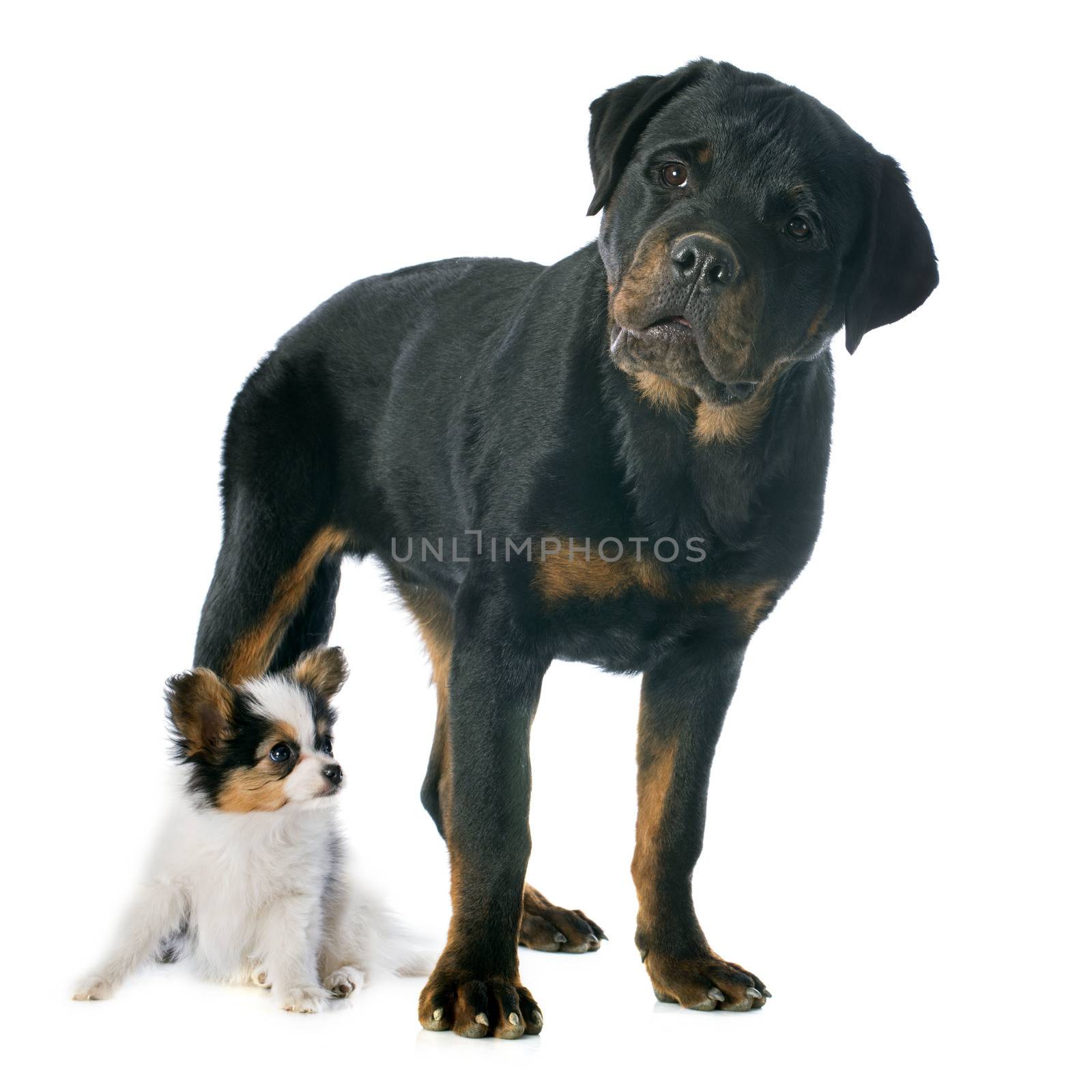 papillon puppy and rottweiler  by cynoclub