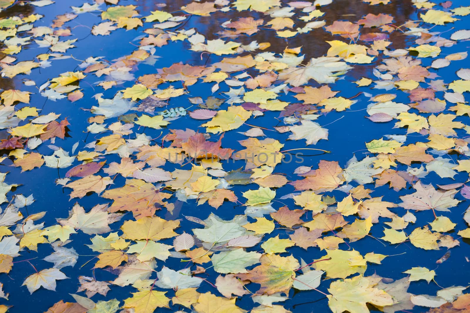 Beautiful photo of autumn golden yellow leaves on lake surface