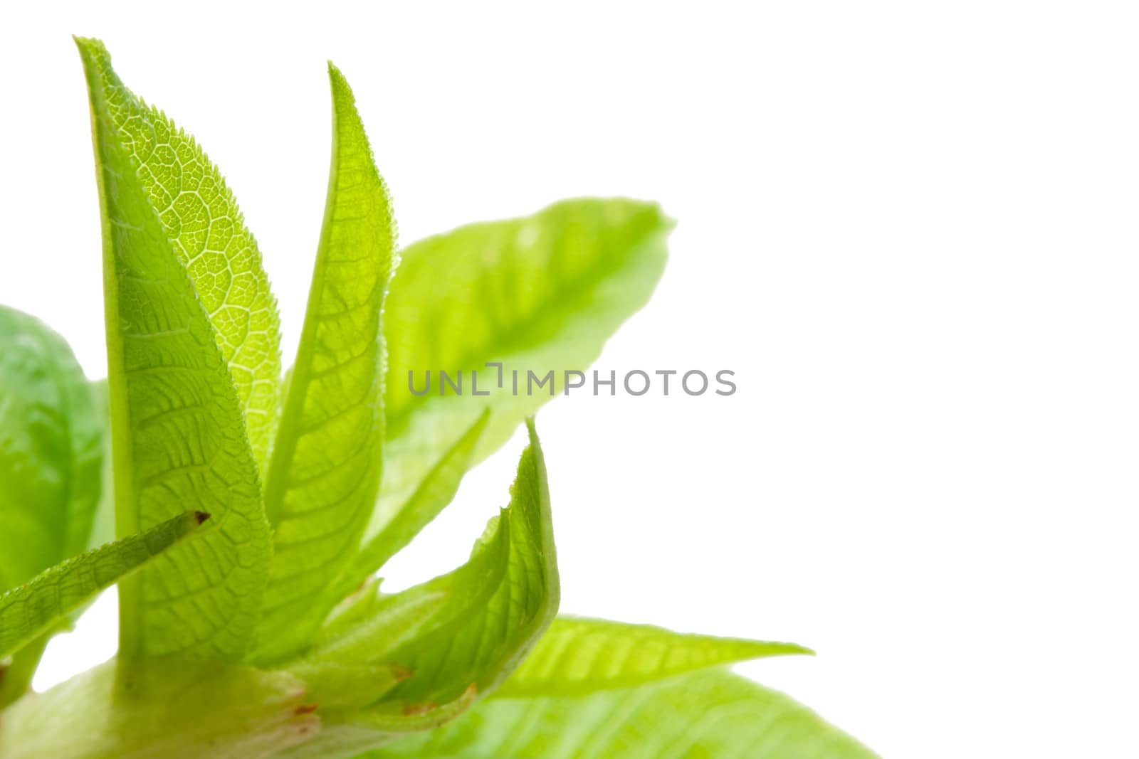Blossoming spring buds and green leaves isolated on white background