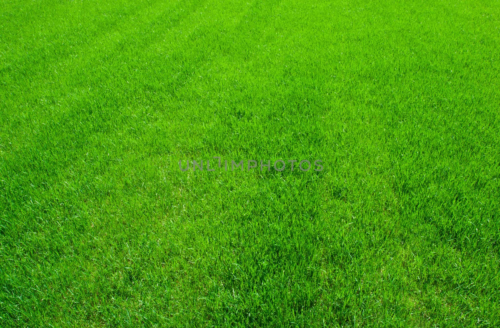 Green lush grass background under bright sunlight