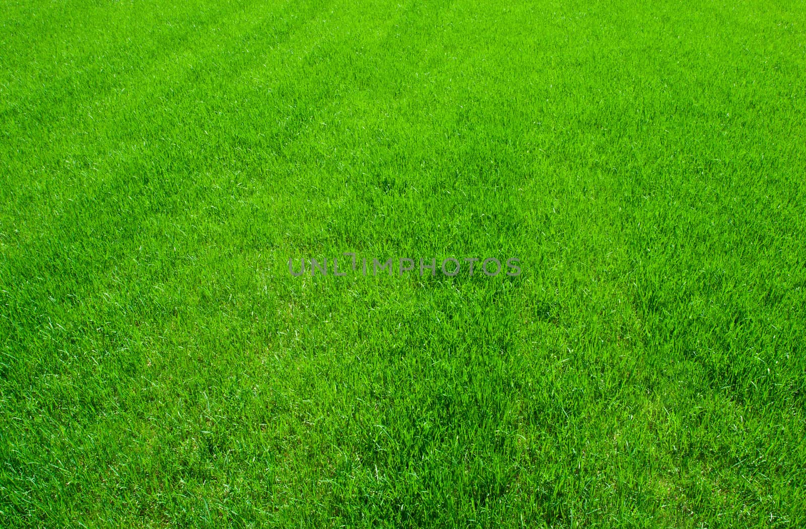 Green grass by sailorr