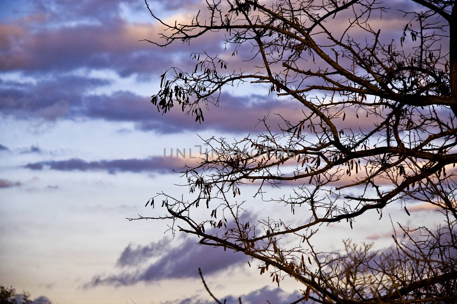 sky clouds trees