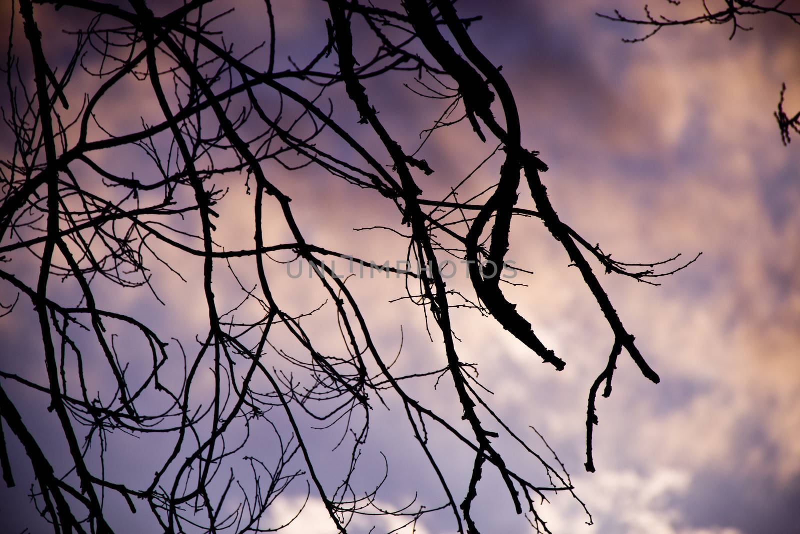 sky clouds trees