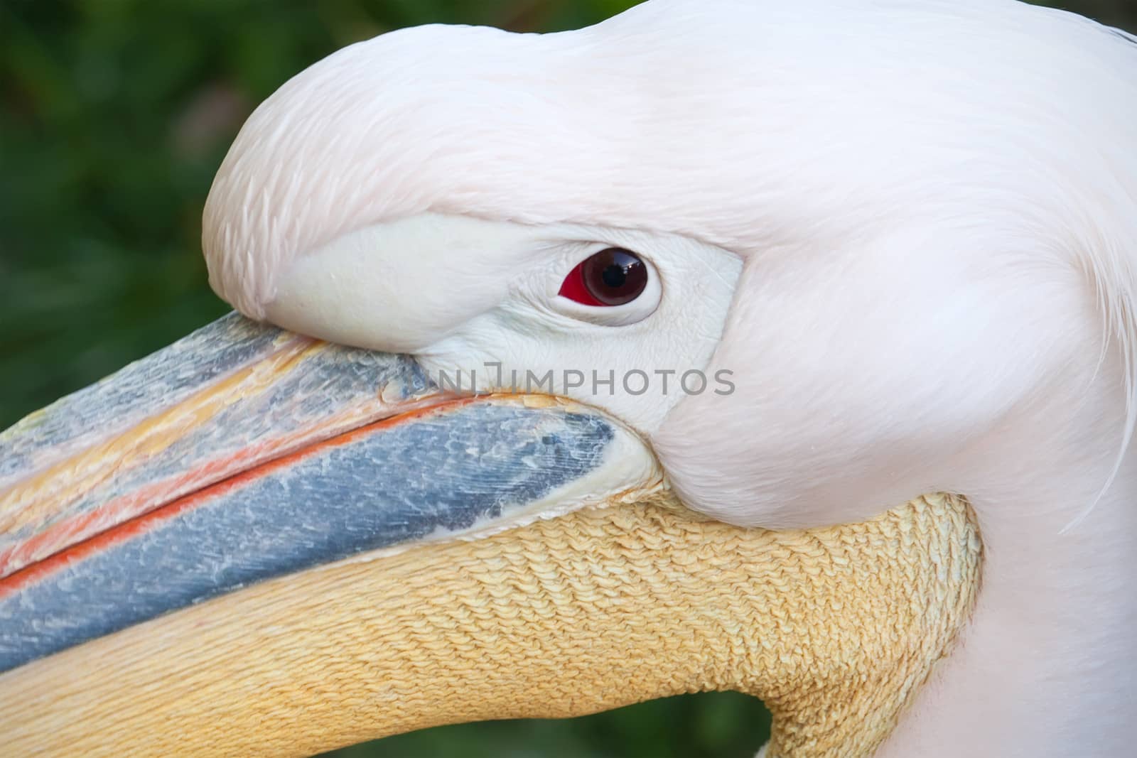 Beautiufl close-up photo of cute white pelican