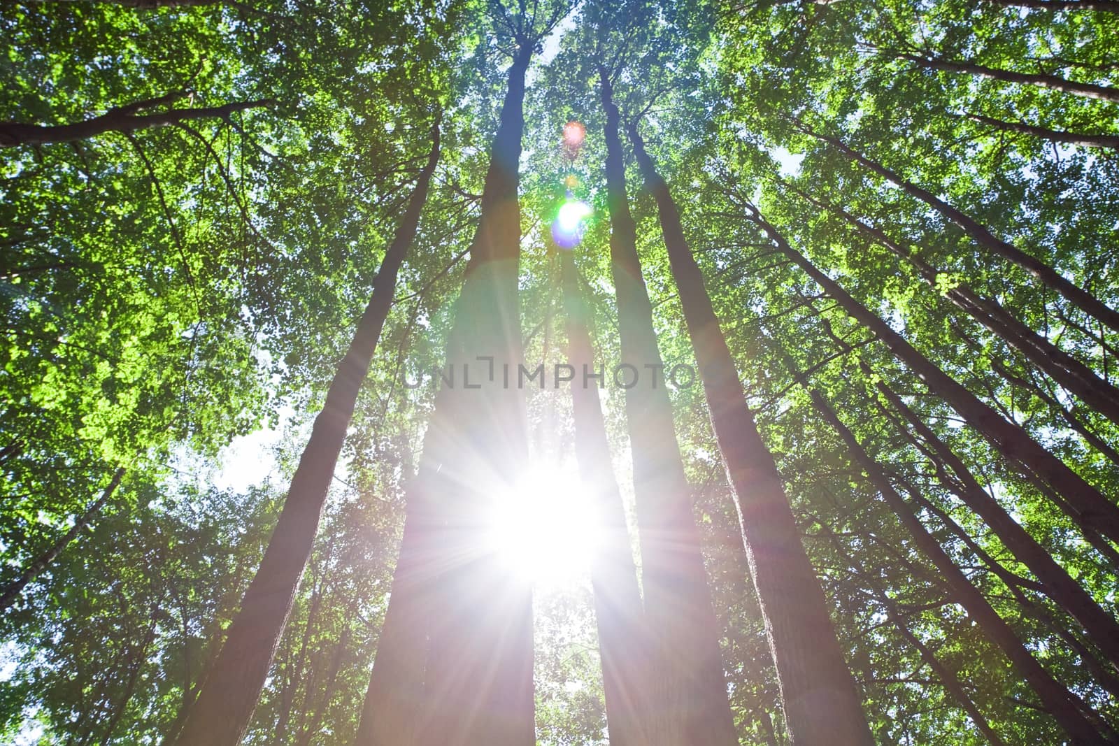 Beautiful photo of green forest on sunny day