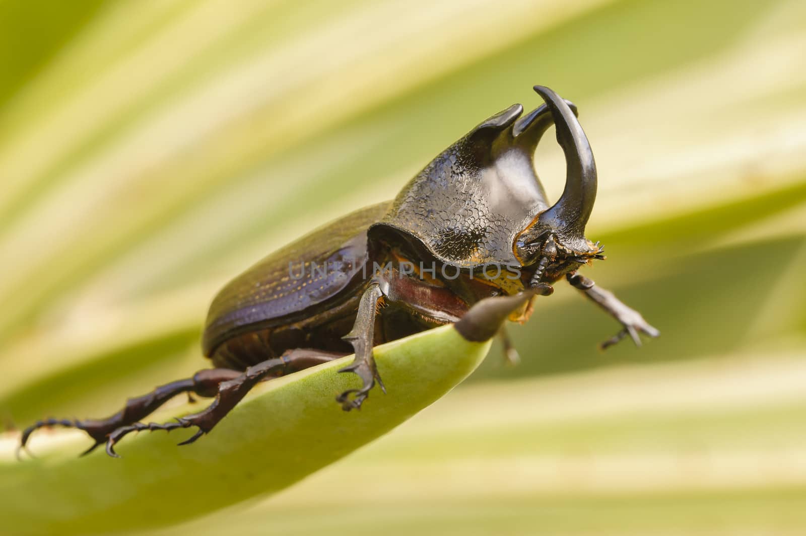 Closeup photograph of a rhinoceros beetle on a leaf.