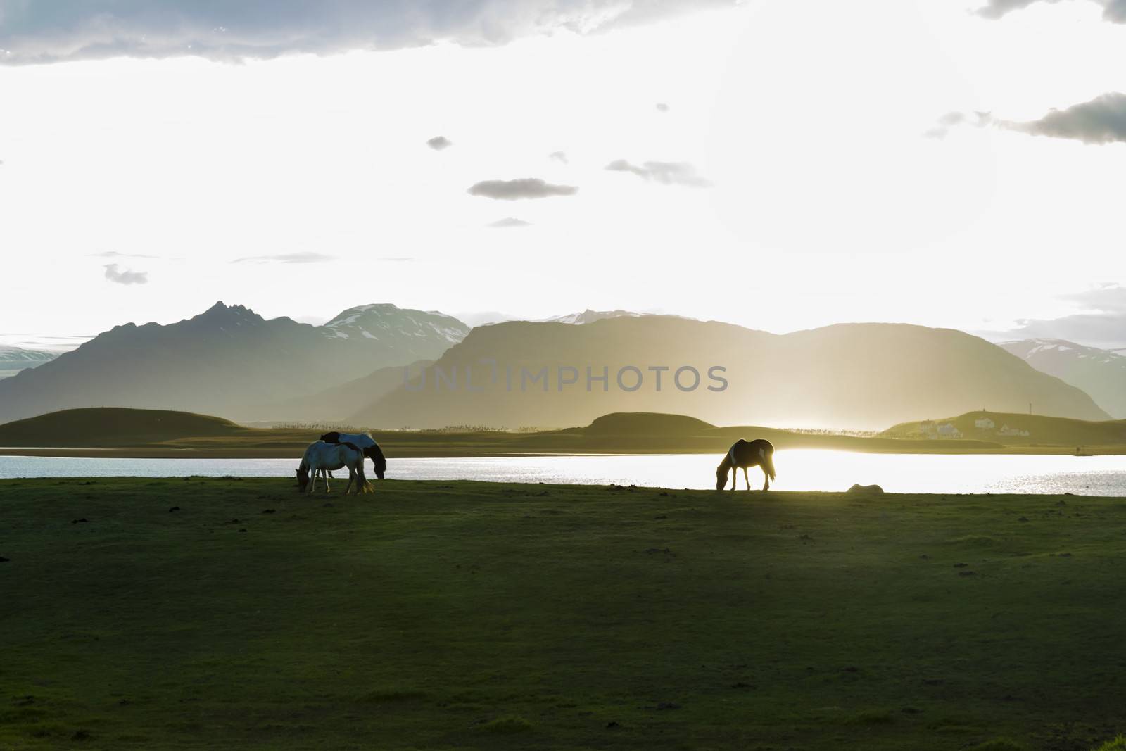 Icelandic Horses against summer night landscape